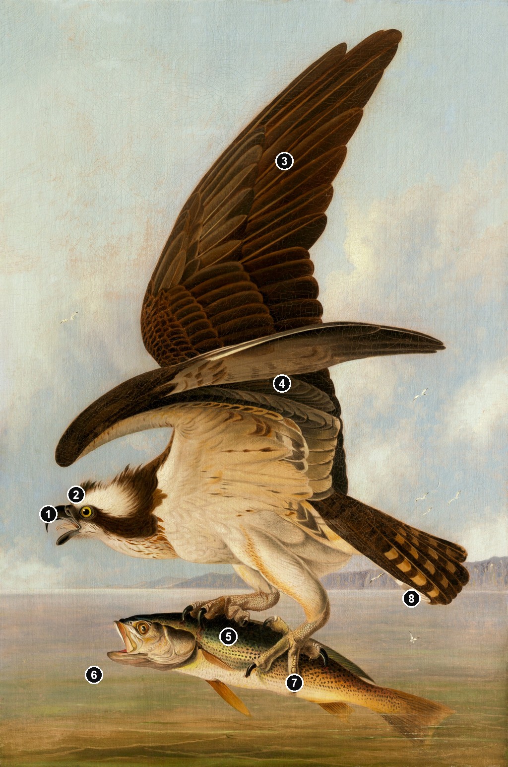 Annotated details from Osprey and Weakfish by John James Audubon